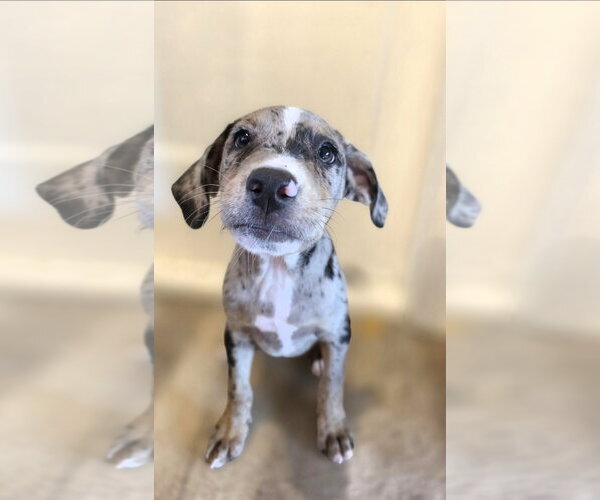Medium Photo #1 Catahoula Leopard Dog-Unknown Mix Puppy For Sale in New London, WI, USA