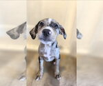 Small Catahoula Leopard Dog Mix