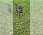 Small #2 Mutt