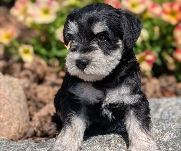 Medium Photo #12 Schnauzer (Miniature) Puppy For Sale in GOSHEN, IN, USA