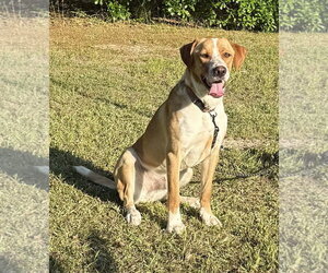 Hoss - Male Labralas Dog for Adoption - Photo #6