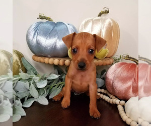 Miniature Pinscher Puppy for Sale in GLENDALE, Arizona USA