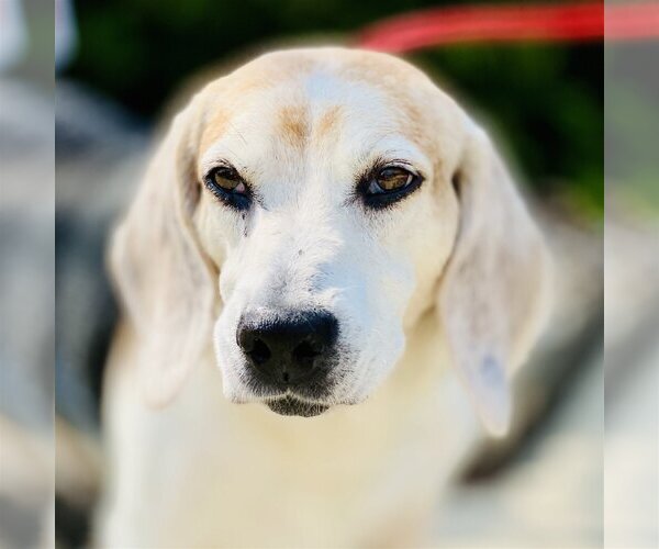 Medium Photo #8 Beagle-Unknown Mix Puppy For Sale in Fairfax, VA, USA
