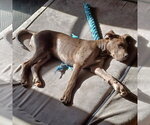 Small #8 Great Dane Mix