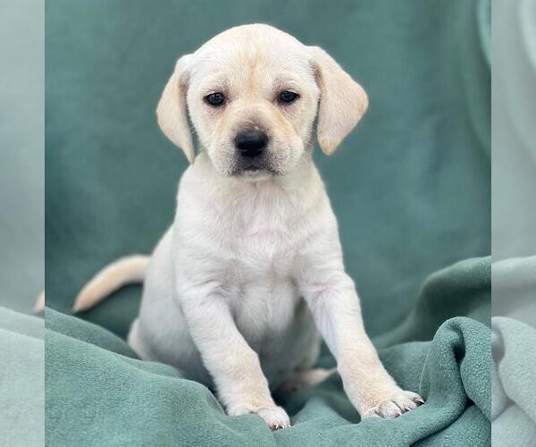 Medium Photo #1 Labrador Retriever-Unknown Mix Puppy For Sale in San Diego, CA, USA