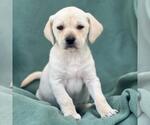 Small Labrador Retriever Mix