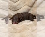 Puppy Pope Aussiedoodle Miniature 