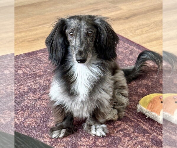 Medium Photo #2 Dachshund Puppy For Sale in Fruitland, SC, USA