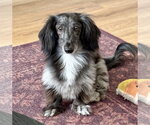 Small #1 Dachshund