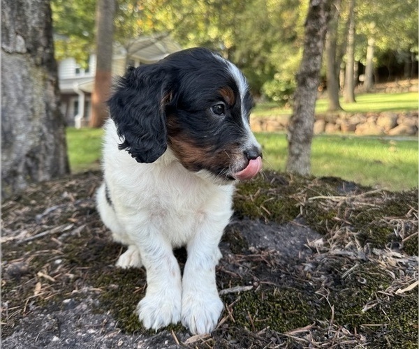 Medium Photo #1 Miniature Bernedoodle Puppy For Sale in DENVER, PA, USA