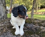 Puppy Tiger Miniature Bernedoodle