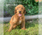 Small #1 Poodle (Standard)