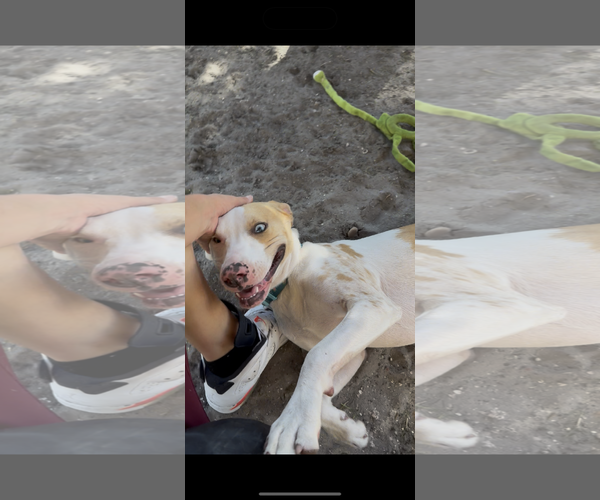 Medium Photo #16 Catahoula Leopard Dog-Unknown Mix Puppy For Sale in Sanford, FL, USA