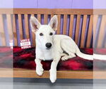 Small #1 Huskies -white german shepherd Mix
