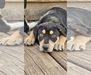 Australian Shepherd-Rottweiler Mix Dogs for adoption in Chicago, IL, USA