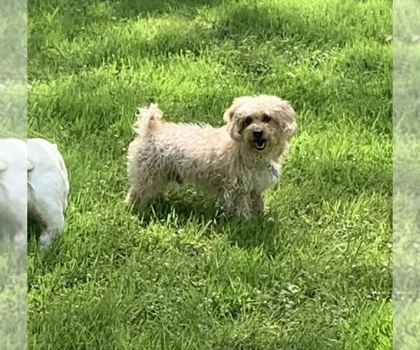 Medium Photo #2 Maltese-Poodle (Toy) Mix Puppy For Sale in East Derry, NH, USA
