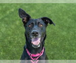 Small #1 Labrador Retriever Mix