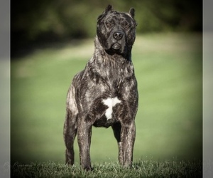 Mother of the Presa Canario puppies born on 05/12/2022