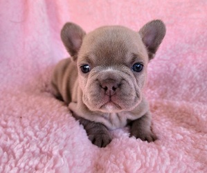 French Bulldog Puppy for sale in LAS VEGAS, NV, USA