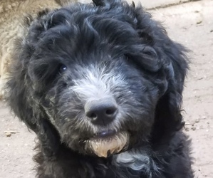 Sheepadoodle Puppy for sale in SPEARFISH, SD, USA