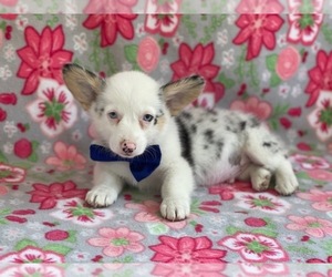 Pembroke Welsh Corgi Puppy for sale in LANCASTER, PA, USA