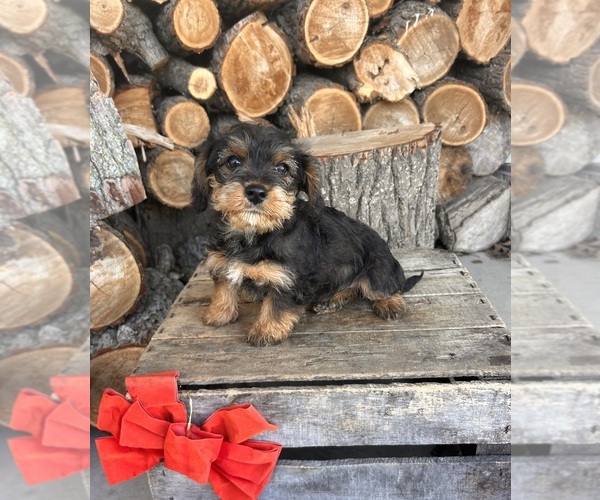 Medium Photo #4 King Schnauzer Puppy For Sale in MIDDLEBURY, IN, USA