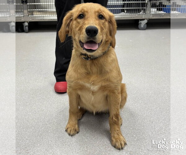 Medium Photo #3 Golden Retriever-Unknown Mix Puppy For Sale in Washington, DC, USA