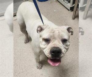 American Pit Bull Terrier Dogs for adoption in Bakersfield, CA, USA