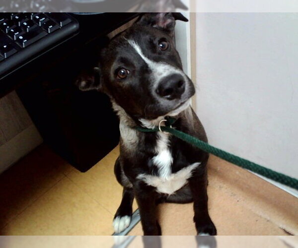 Medium Photo #1 Mutt Puppy For Sale in Martinez, CA, USA