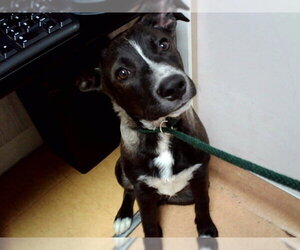 Mutt Dogs for adoption in Martinez, CA, USA