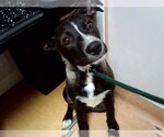 CHASE - Male Mutt Dog for Adoption - Small photo