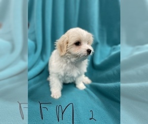 Poodle (Toy)-Schnoodle (Miniature) Mix Puppy for sale in FORT WORTH, TX, USA