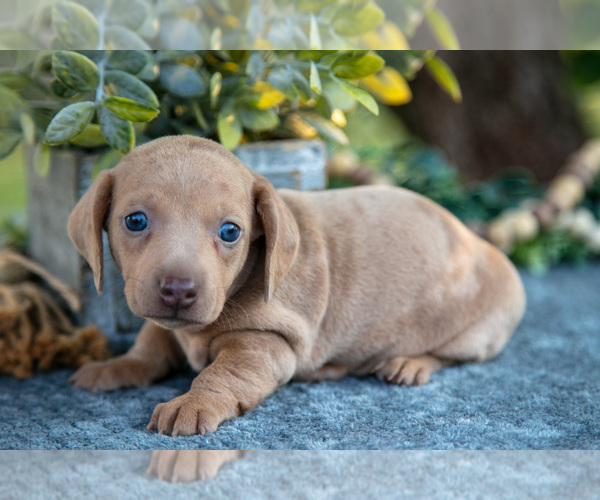 Medium Photo #1 Dachshund Puppy For Sale in ROME CITY, IN, USA