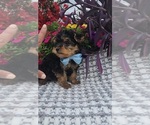 Small #1 Yorkshire Terrier