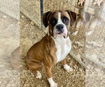 Small #11 Boxer