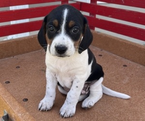 Medium Mutt Mix
