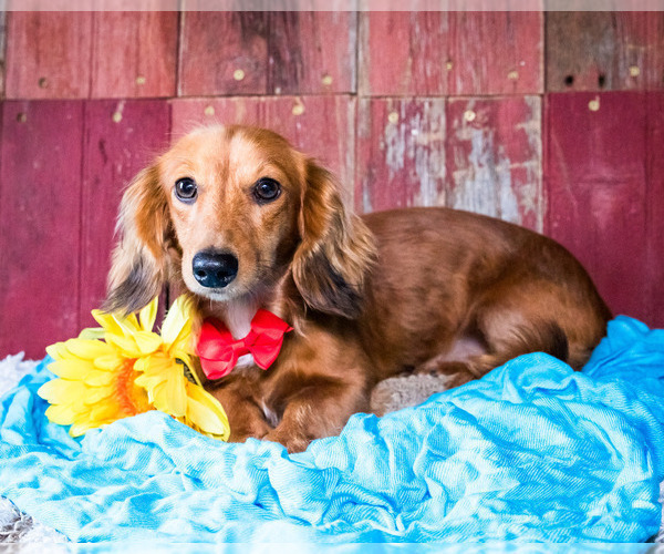 Medium Photo #4 Dachshund Puppy For Sale in WAKARUSA, IN, USA