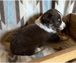 Small #7 Miniature Australian Shepherd