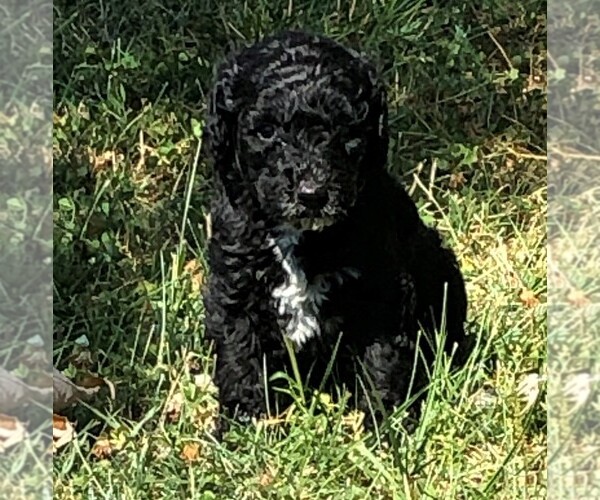 Medium Photo #7 Poodle (Standard) Puppy For Sale in WAYLAND, IA, USA
