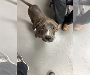 American Pit Bull Terrier-Unknown Mix Dogs for adoption in Corpus Christi, TX, USA