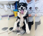 Small #2 Border Collie-Siberian Husky Mix