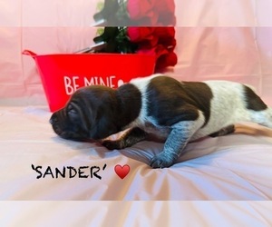 German Shorthaired Pointer Puppy for sale in WOODLAND PARK, CO, USA