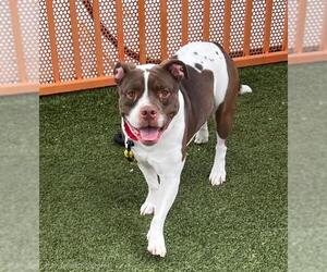 Mutt Dogs for adoption in Las Vegas, NV, USA