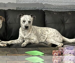Mutt Dogs for adoption in Shelburne, VT, USA