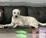 Small Mutt