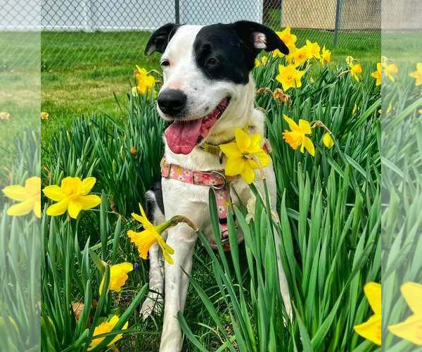 Medium Photo #8 Mutt Puppy For Sale in Shillington, PA, USA