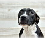 Small Photo #2 American Pit Bull Terrier Puppy For Sale in Murfreesboro, NC, USA