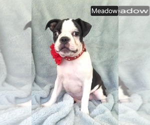Boston Terrier Puppy for sale in MINERAL WELLS, WV, USA