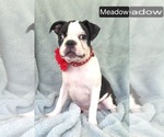 Image preview for Ad Listing. Nickname: Meadow