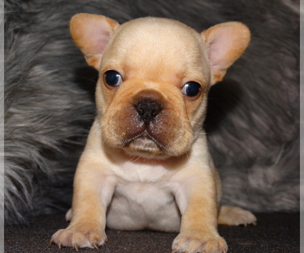 Medium Photo #5 French Bulldog Puppy For Sale in VERONA, MO, USA